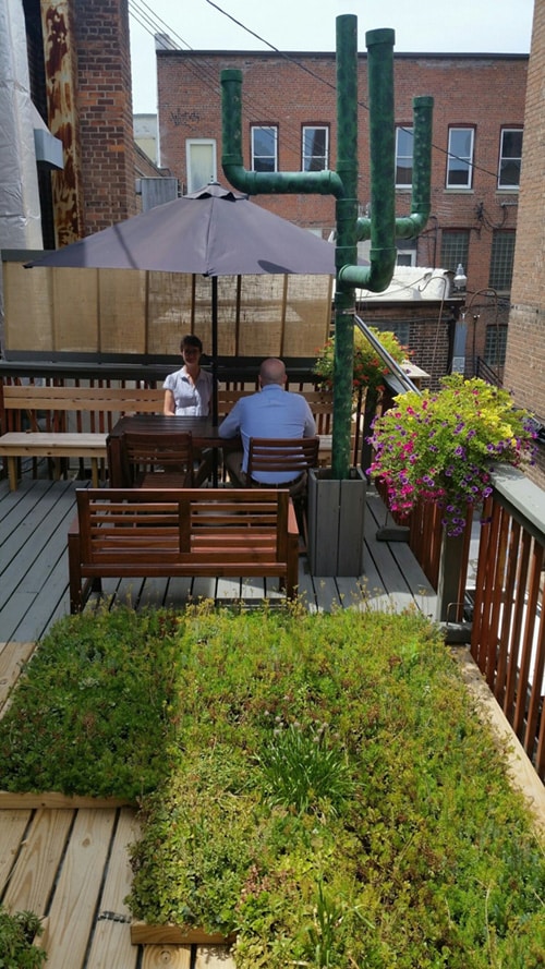 Our Office Green Roof